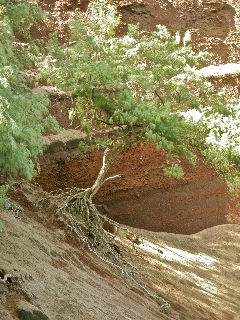Roots Roots
